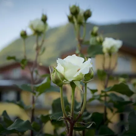 La Collina Vercana